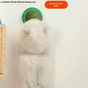 Catnip Toy