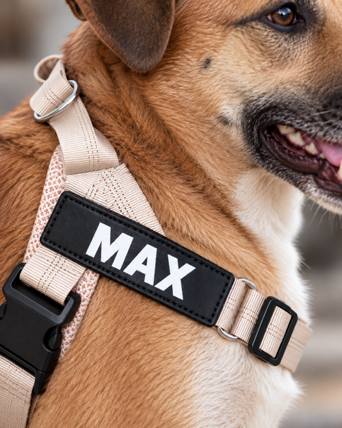 Custom Dog Name Patch